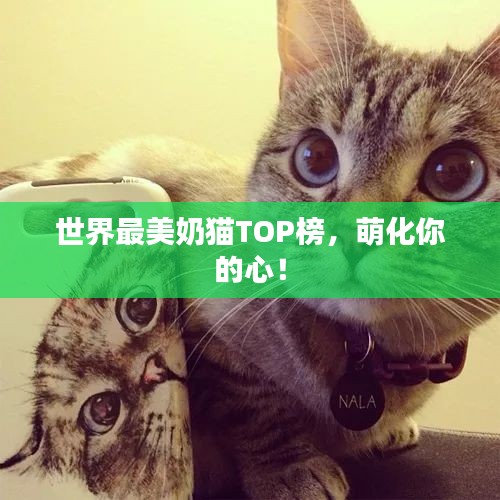 世界最美奶貓TOP榜，萌化你的心！
