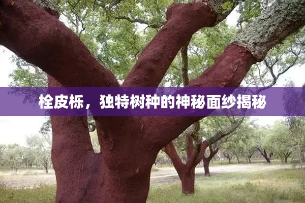 栓皮櫟，獨特樹種的神秘面紗揭秘
