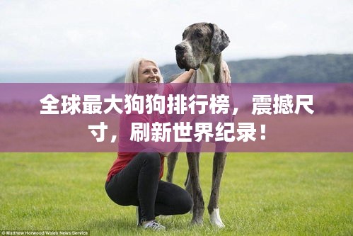 全球最大狗狗排行榜，震撼尺寸，刷新世界紀(jì)錄！