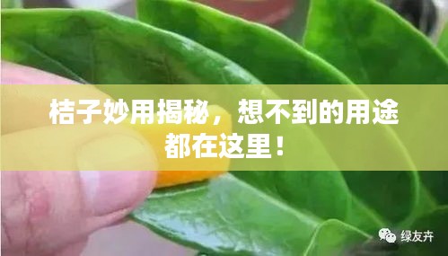 桔子妙用揭秘，想不到的用途都在這里！