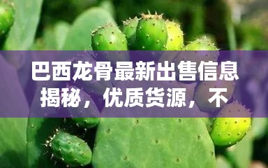 巴西龍骨最新出售信息揭秘，優(yōu)質(zhì)貨源，不容錯過！
