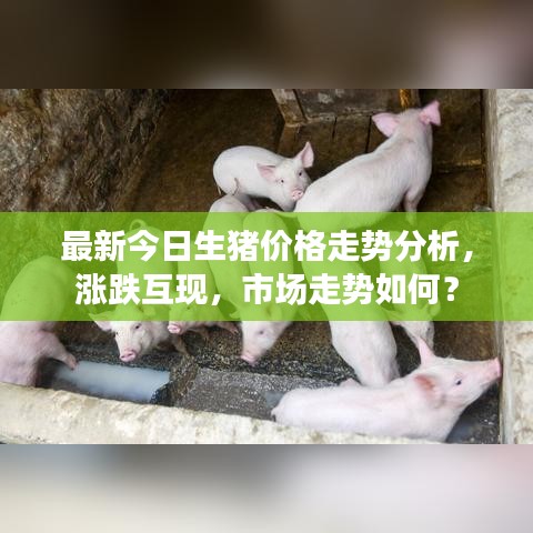 最新今日生豬價格走勢分析，漲跌互現(xiàn)，市場走勢如何？