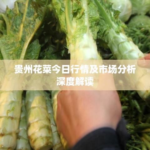 貴州花菜今日行情及市場(chǎng)分析深度解讀