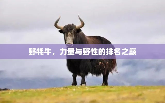 野牦牛，力量與野性的排名之巔