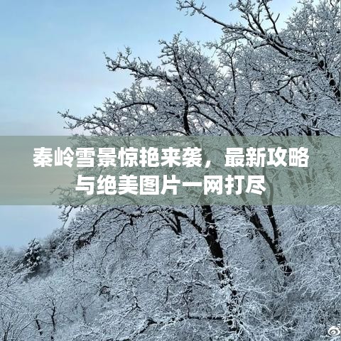 秦嶺雪景驚艷來襲，最新攻略與絕美圖片一網(wǎng)打盡