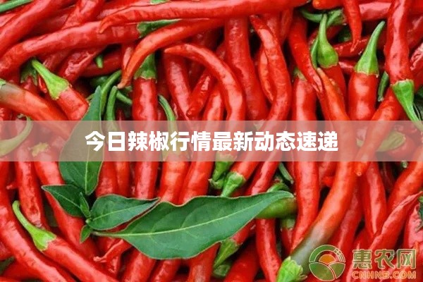 今日辣椒行情最新動態(tài)速遞