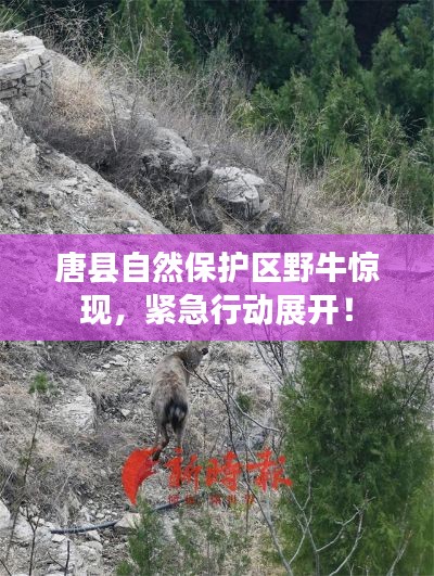 唐縣自然保護區(qū)野牛驚現(xiàn)，緊急行動展開！