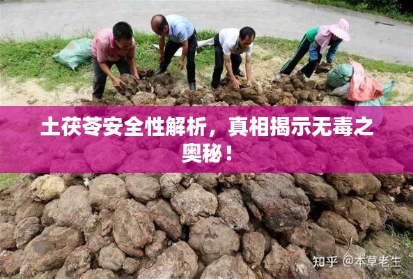 土茯苓安全性解析，真相揭示無毒之奧秘！