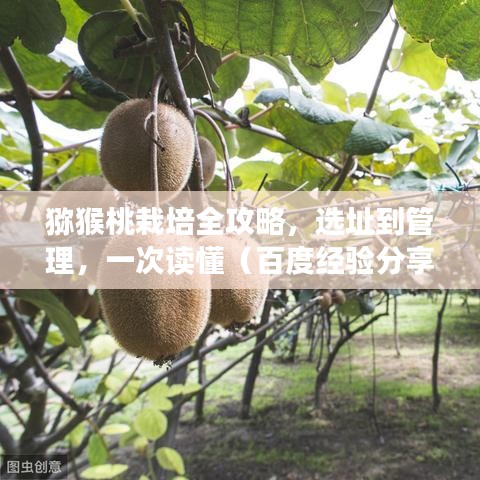 獼猴桃栽培全攻略，選址到管理，一次讀懂（百度經(jīng)驗(yàn)分享）