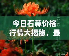 今日石蒜價(jià)格行情大揭秘，最新報(bào)告全面解析！