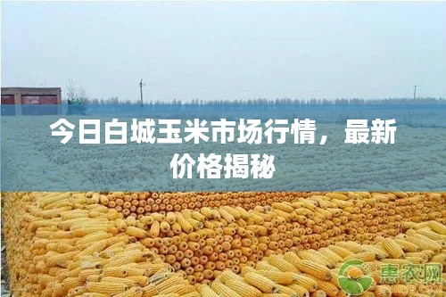 今日白城玉米市場(chǎng)行情，最新價(jià)格揭秘