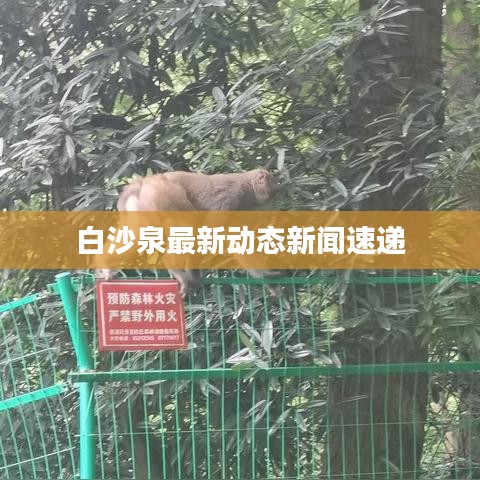 白沙泉最新動態(tài)新聞速遞