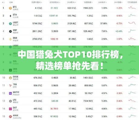中國(guó)獵兔犬TOP10排行榜，精選榜單搶先看！