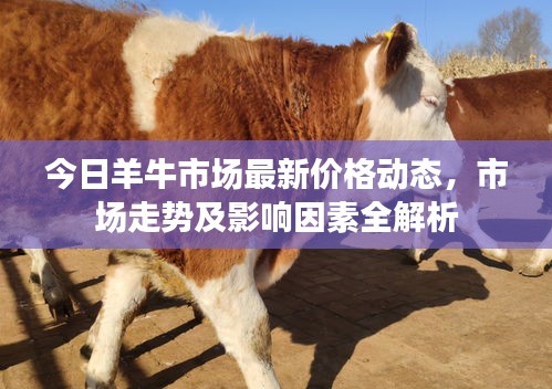 今日羊牛市場最新價格動態(tài)，市場走勢及影響因素全解析