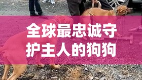 全球最忠誠(chéng)守護(hù)主人的狗狗排行榜！