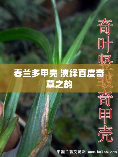 春蘭多甲殼 演繹百度奇草之韻