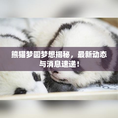 熊貓夢圓夢想揭秘，最新動態(tài)與消息速遞！