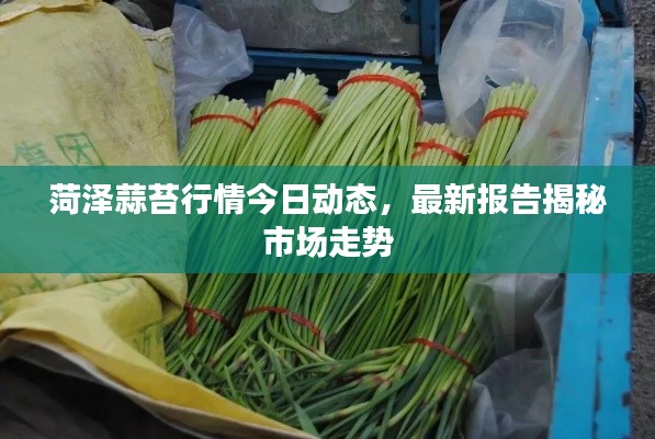 菏澤蒜苔行情今日動態(tài)，最新報告揭秘市場走勢