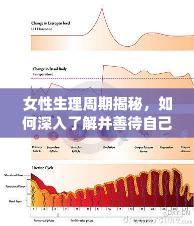女性生理周期揭秘，如何深入了解并善待自己？