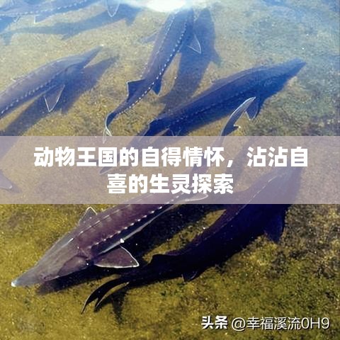 動物王國的自得情懷，沾沾自喜的生靈探索