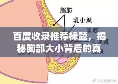 百度收錄推薦標(biāo)題，揭秘胸部大小背后的真相，深入了解與探討的百度視角。
