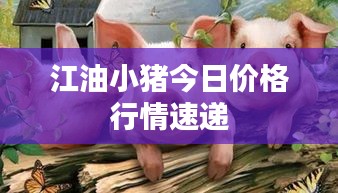 江油小豬今日價(jià)格行情速遞