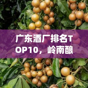 廣東酒廠排名TOP10，嶺南釀酒文化探秘之旅
