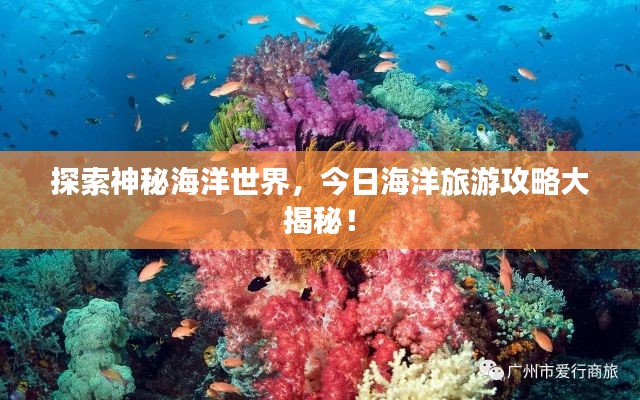 探索神秘海洋世界，今日海洋旅游攻略大揭秘！