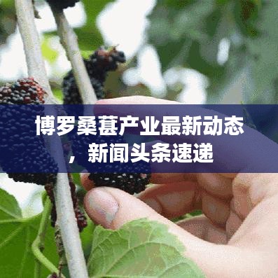 博羅桑葚產(chǎn)業(yè)最新動(dòng)態(tài)，新聞?lì)^條速遞