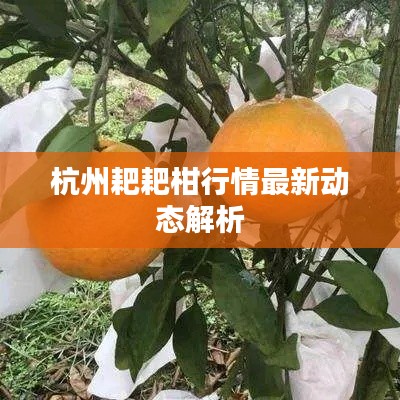 杭州耙耙柑行情最新動態(tài)解析