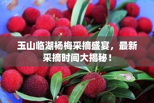 玉山臨湖楊梅采摘盛宴，最新采摘時間大揭秘！