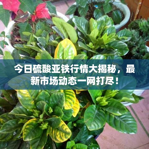 今日硫酸亞鐵行情大揭秘，最新市場動態(tài)一網(wǎng)打盡！