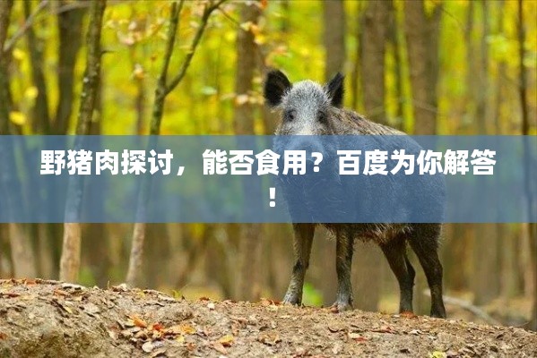 野豬肉探討，能否食用？百度為你解答！