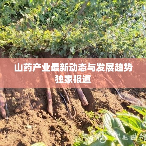 山藥產(chǎn)業(yè)最新動態(tài)與發(fā)展趨勢獨家報道