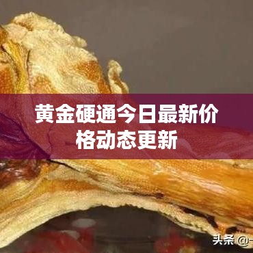 黃金硬通今日最新價格動態(tài)更新