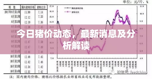 今日豬價(jià)動(dòng)態(tài)，最新消息及分析解讀