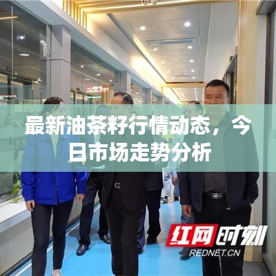 最新油茶籽行情動態(tài)，今日市場走勢分析