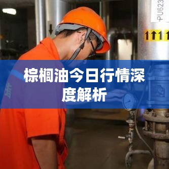 棕櫚油今日行情深度解析