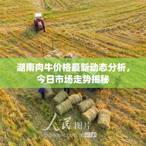 湖南肉牛價格最新動態(tài)分析，今日市場走勢揭秘