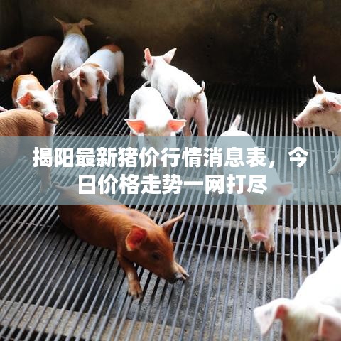 揭陽最新豬價行情消息表，今日價格走勢一網(wǎng)打盡