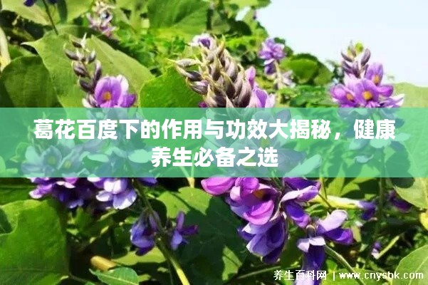 葛花百度下的作用與功效大揭秘，健康養(yǎng)生必備之選