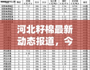 河北籽棉最新動態(tài)報道，今日更新消息搶先看！