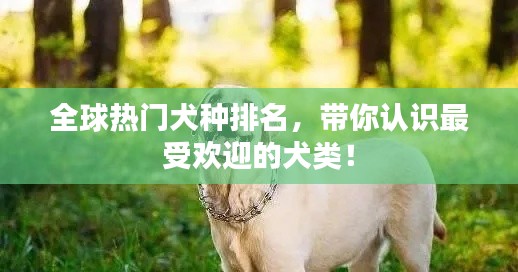 全球熱門(mén)犬種排名，帶你認(rèn)識(shí)最受歡迎的犬類！