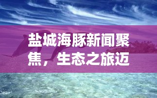 鹽城海豚新聞聚焦，生態(tài)之旅邁入新篇章