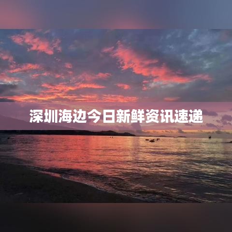 深圳海邊今日新鮮資訊速遞