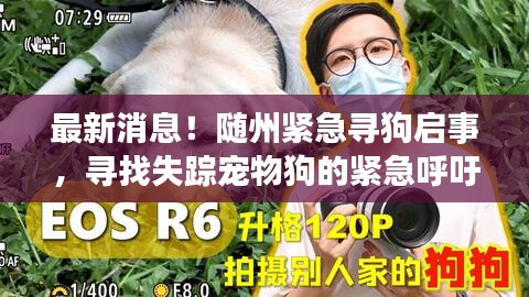 最新消息！隨州緊急尋狗啟事，尋找失蹤寵物狗的緊急呼吁！