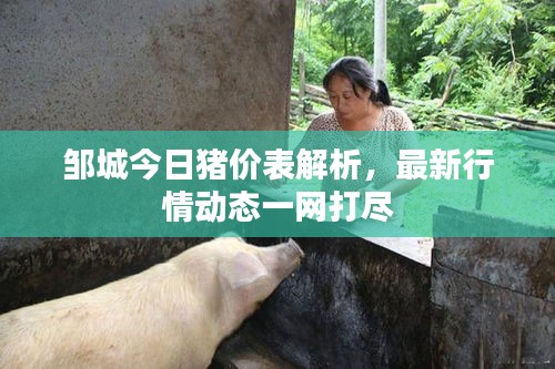 鄒城今日豬價表解析，最新行情動態(tài)一網(wǎng)打盡