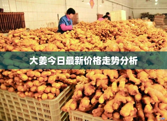大姜今日最新價(jià)格走勢(shì)分析
