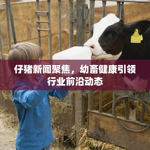 仔豬新聞聚焦，幼畜健康引領(lǐng)行業(yè)前沿動(dòng)態(tài)