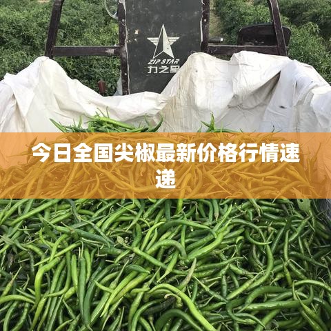 今日全國(guó)尖椒最新價(jià)格行情速遞